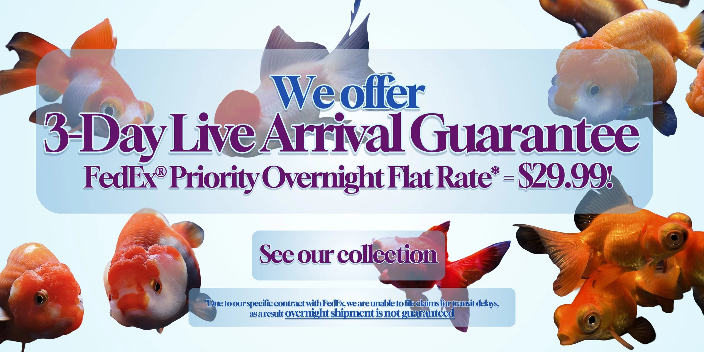 Exotic Tropical Fish Delivered Fast