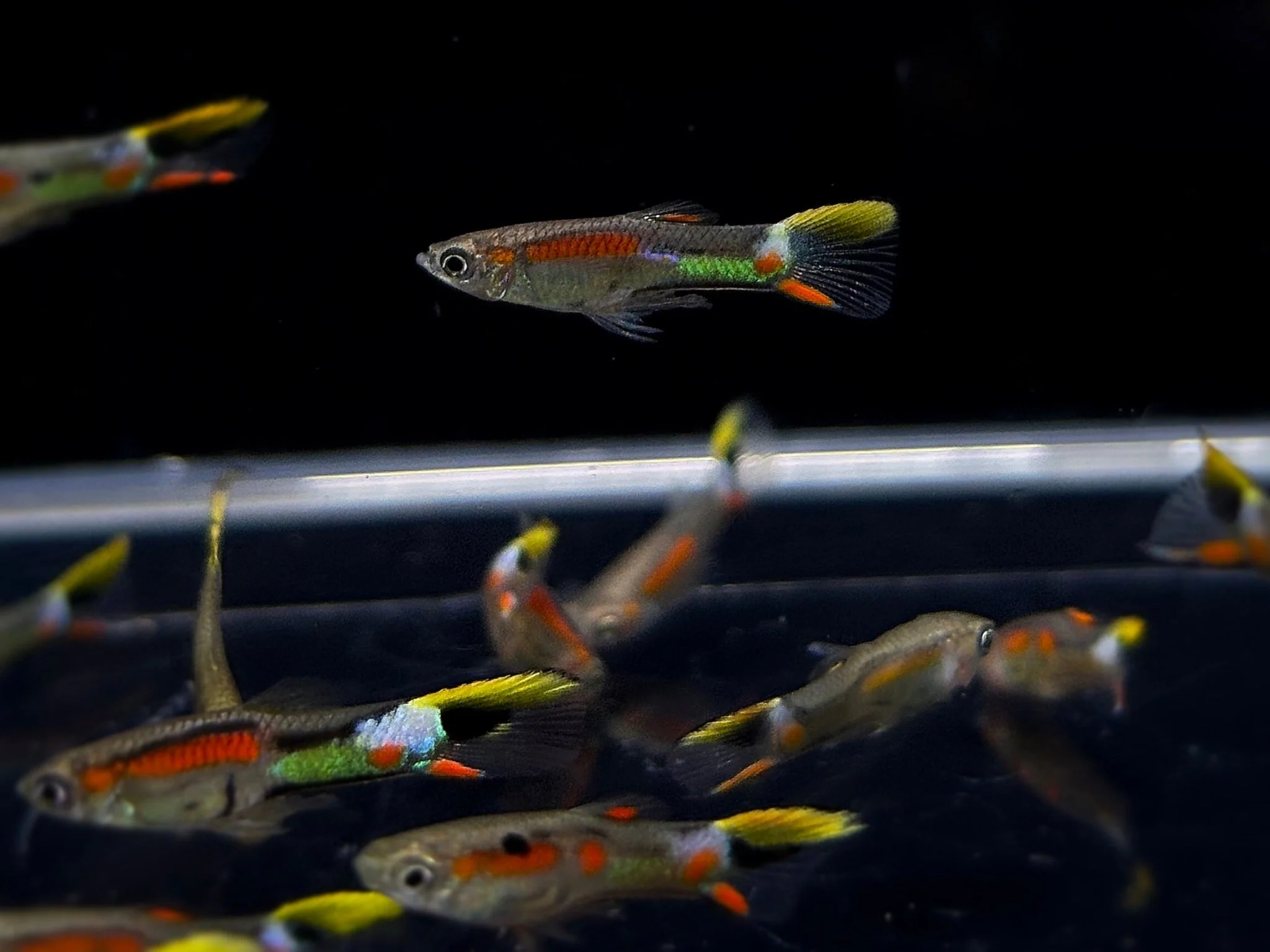 Freshwater Fish
