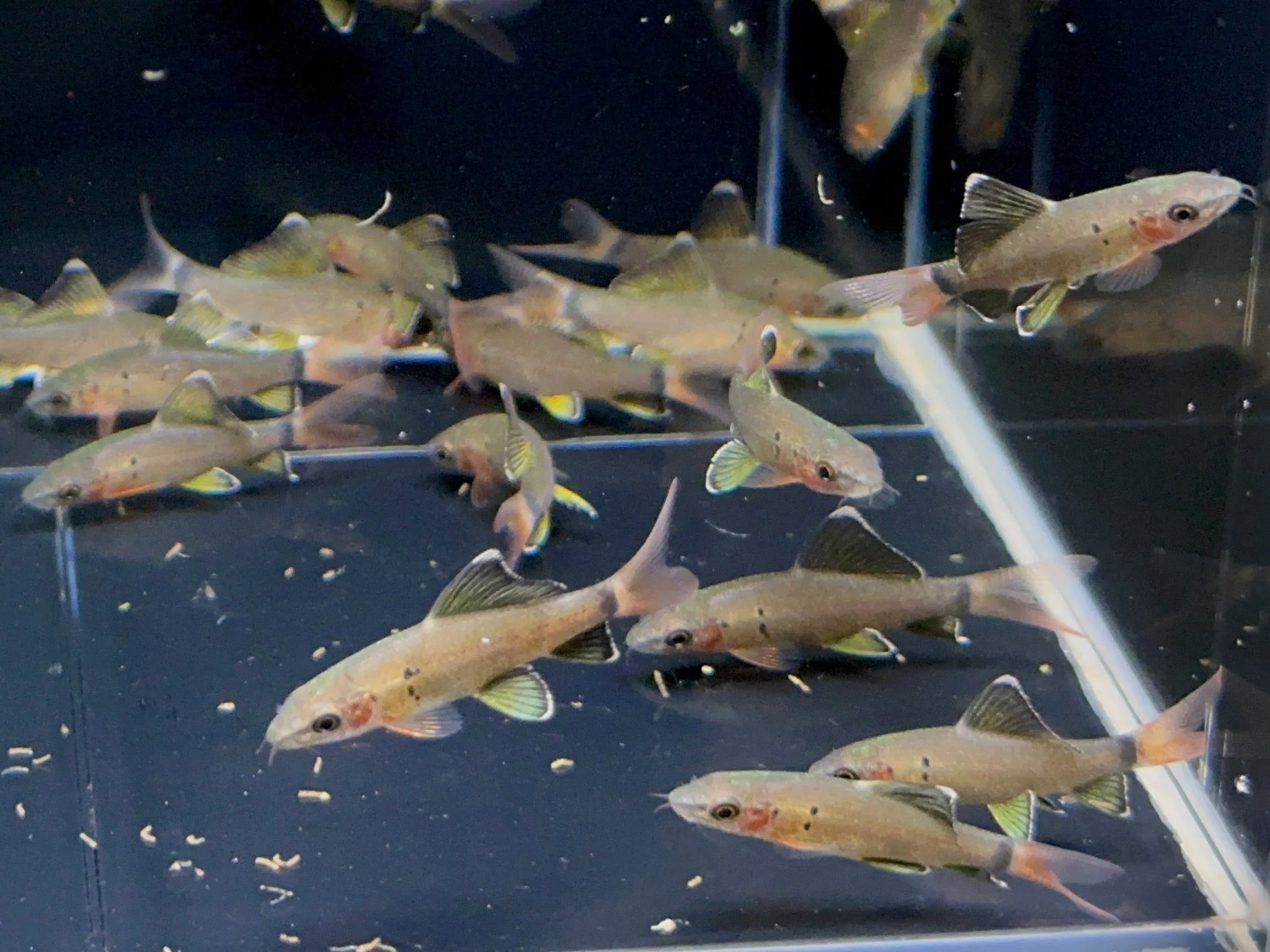 Freshwater Shark